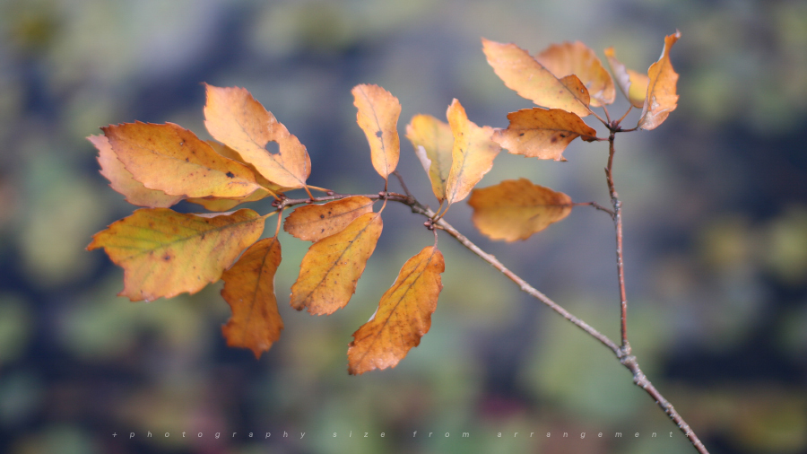 秋の散歩コース[kiss DN]japanese temple Fall colors