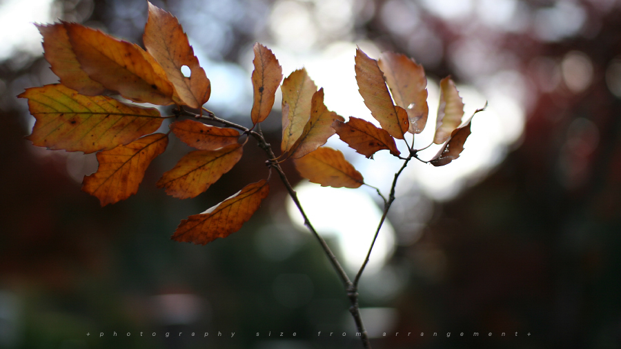 秋の散歩コース[kiss DN]japanese temple Fall colors