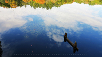 池に映る紅葉 a ponda pool & Fall colors @japan 2014/11/29 12:36:43