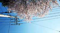 2015年の桜はじめ japanese cherry_blossoms 2015 2015/03/31 18:18:26
