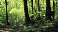 竹林がのぞく・大地寺（滋賀甲賀市）bamboo forest@shiga pref. japan 2015/05/12 00:03:07