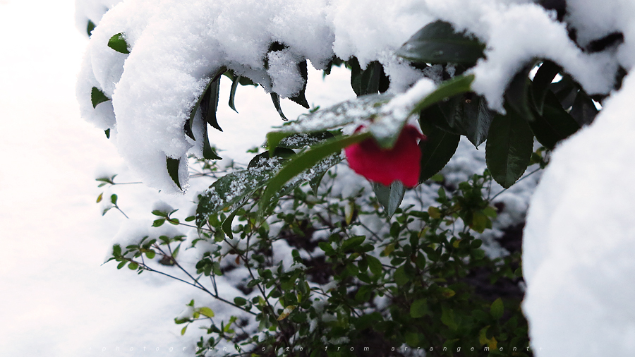 雪[PowerShoto G1X]