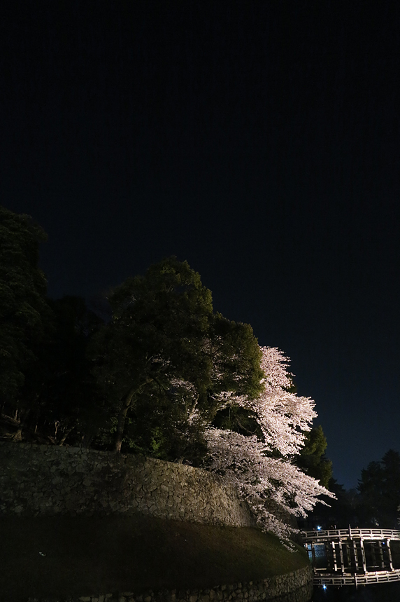彦根城の桜ライトアップ [G1X] illuminated cherry blossoms japan
