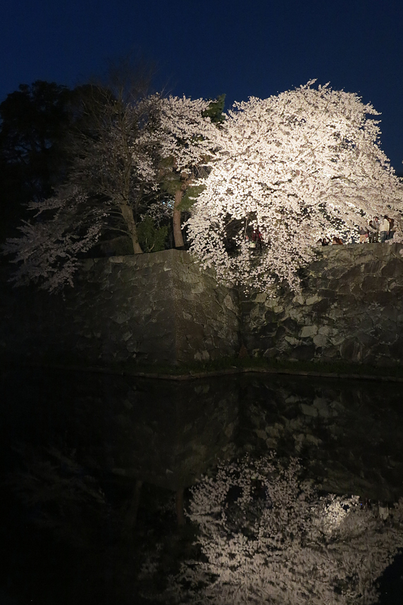 彦根城の桜ライトアップ [G1X] illuminated cherry blossoms japan