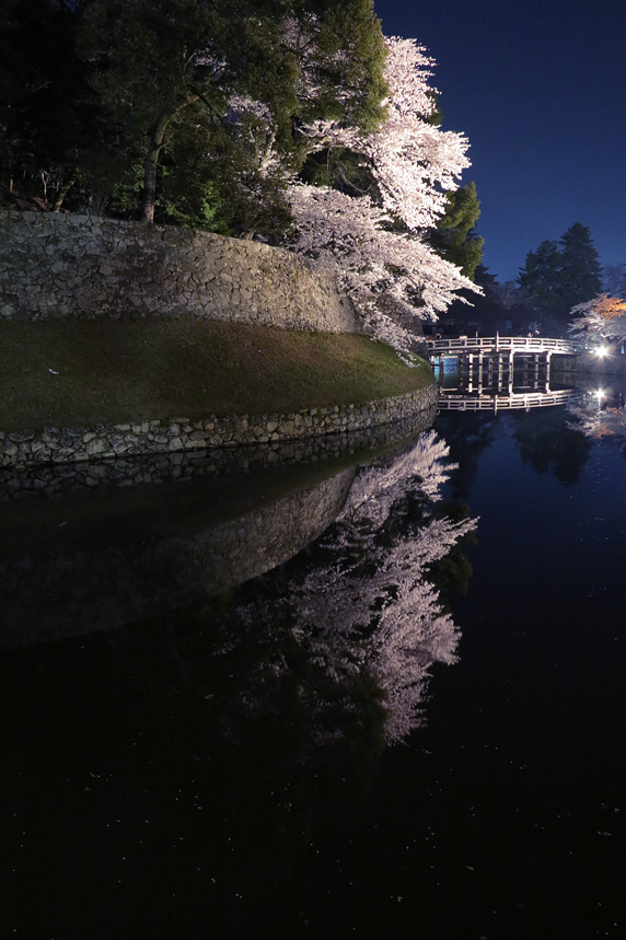 彦根城の桜ライトアップ [G1X] illuminated cherry blossoms japan