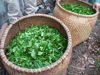 茶レン茶ﾞーの初茶摘(pБq*)　