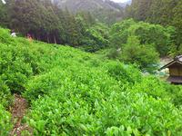 茶レン茶ﾞーの初茶摘(pБq*)　