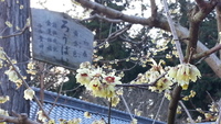 早春告げる薄黄色の甘い香り･･･沙沙貴神社の蝋梅(ろうばい)が節分まで見ごろ！