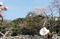 寒さで彦根城の蕾は閉じたまま。３年前は咲き始め 2024/03/27 09:26:36