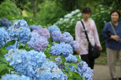 守山市民新聞のブログ 編集室だより あじさいフェア もりやま芦刈園