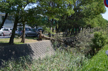 市民運動公園で１３本の倒木　台風１８号被害