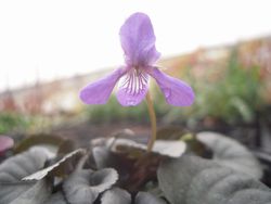 花やのハウスで花笑う ビオラ ラブラドリカ