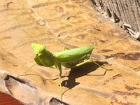 蟷螂（カマキリ）