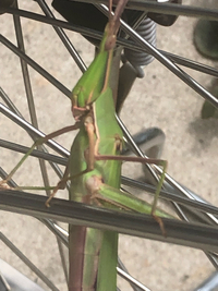 ショウリョウバッタ