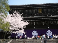 京都 知恩院さんの桜と復興への祈り☆.。.:*