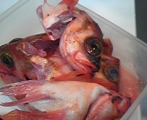春を告げる魚・・・眼張