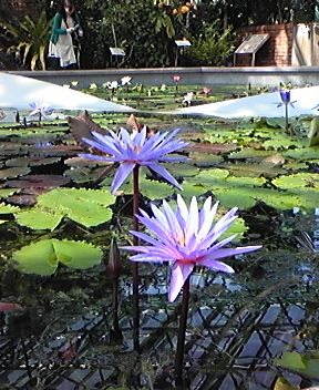 草津市水生植物公園みずの森