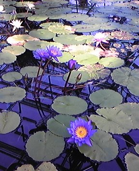 草津市水生植物公園みずの森
