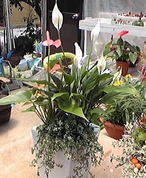 花隊長さんの寄せ植え