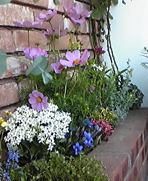 秋の寄せ植え