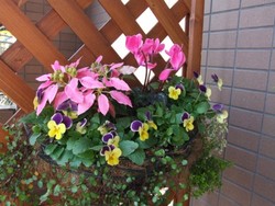 花　はいりました( ^ー^)ノ　その２