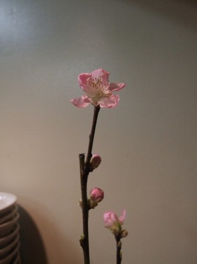モモの花