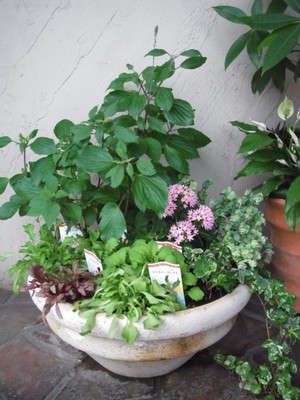 初夏の寄せ植え