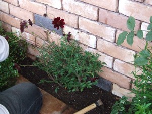 秋の寄せ植え
