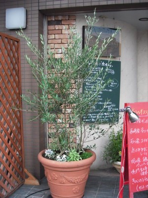 オリーブ