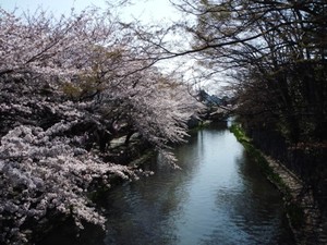 桜満開八幡堀