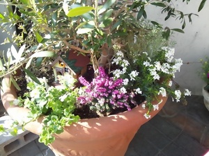お正月の寄せ植え