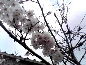 桜　咲きました