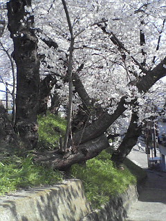 お花見しました