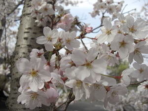 〜桜〜