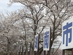 〜桜〜