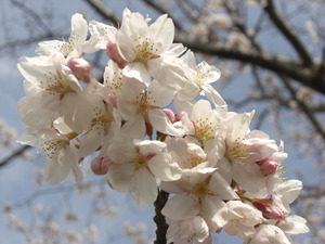〜桜〜