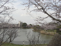 〜桜〜