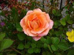 宿根草