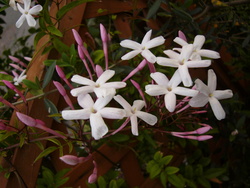宿根草