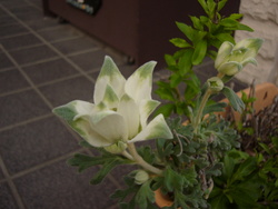 宿根草