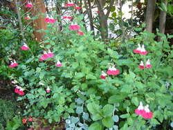宿根草