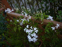 宿根草