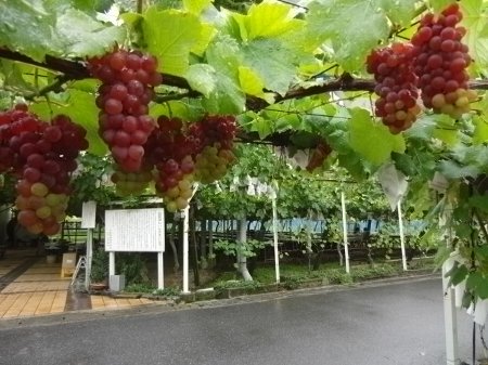 大自然のなか、ぶどう狩りとバーベキュー「琵琶湖ワイナリー」