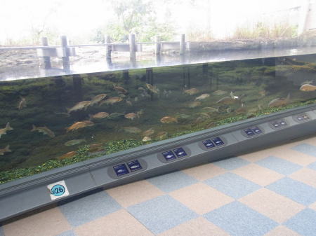 琵琶湖博物館で、アカデミックに触れよう