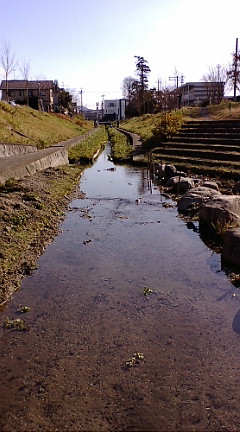 びわこサクラ植林プロジェクト