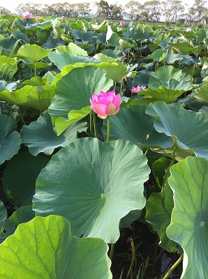 気球にのってどこまでも・・・