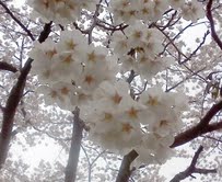 雨の日に桜