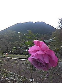 秋の薔薇