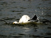 コハクチョウの水浴び　simple life photo