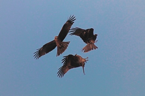 きままな鳥の写真Ⅱ